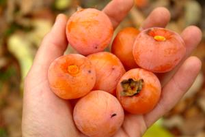 1 Oz Native Persimmons