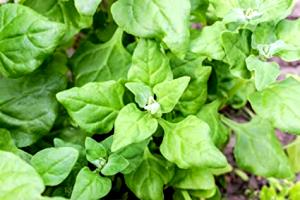 1 Oz New Zealand Spinach