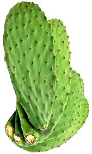 1 Oz Nopales