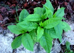 1 Oz Pokeberry Shoots (Poke) (with Salt, Drained, Cooked, Boiled)
