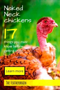 1 Oz Poultry From Backs and Necks Without Skin