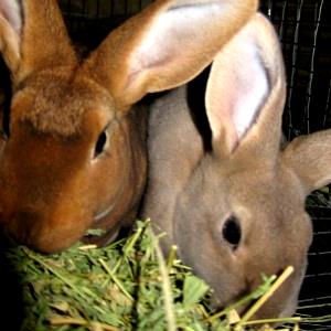1 Oz Rabbit, Domesticated, Raw