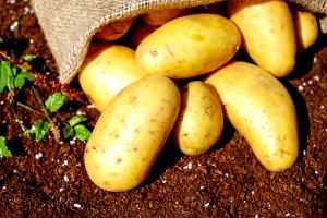 1 Oz, Raw, Yields Boiled Potato (Fat Not Added in Cooking)