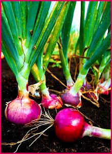 1 Oz, Raw, Yields Mature Onions