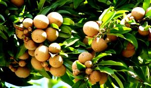 1 Oz Sapodilla