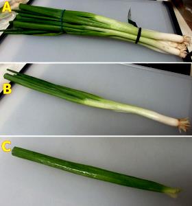 1 Oz Scallions or Spring Onions