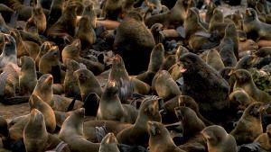 1 Oz Seal Meat (Oogruk) (Air Dried, Alaska Native)