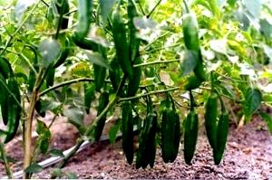 1 Oz Serrano Pepper