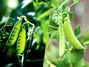 1 Oz Snow or Sugar Snap Peas