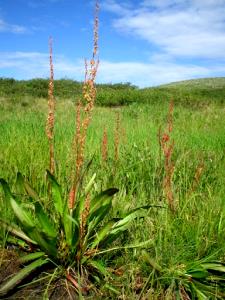 1 Oz Sourdock (Young Leaves) (Alaska Native)