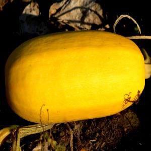 1 Oz Spaghetti Winter Squash