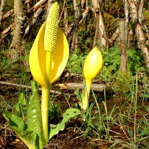 1 Oz Swamp Cabbage (Skunk Cabbage)