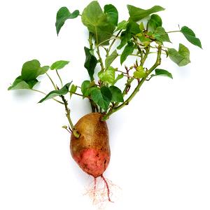 1 Oz Sweet Potato Leaves