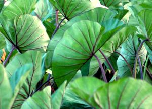 1 Oz Tahitian Taro (Without Salt, Cooked)