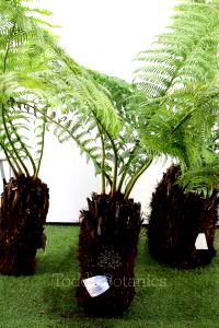 1 Oz Tree Fern (with Salt, Cooked)