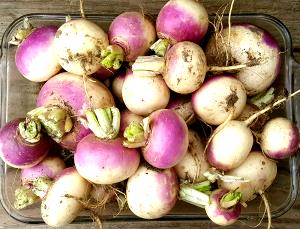 1 Oz Turnips