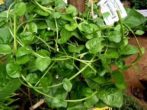 1 Oz Vinespinach (Basella)