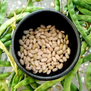 1 Oz White Beans (Mature Seeds)