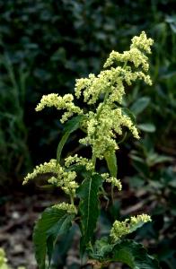 1 Oz Wild Rhubarb Leaves (Alaska Native)