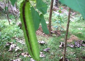 1 Oz Winged Beans (Immature Seeds, with Salt, Drained, Cooked, Boiled)