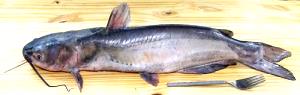 1 Oz, With Bone Cooked (yield After Bone Removed) Catfish