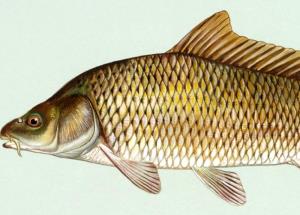 1 Oz, With Bone (yield After Bone Removed) Baked or Broiled Carp