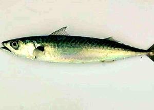 1 Oz, With Bone (yield After Bone Removed) Baked or Broiled Mackerel
