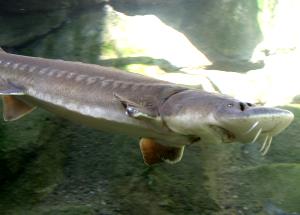 1 Oz, With Bone (yield After Bone Removed) Baked or Broiled Sturgeon