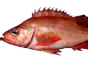 1 Oz, With Bone (yield After Cooking, Bone Removed) Baked or Broiled Ocean Perch