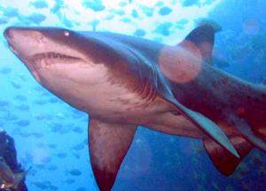 1 Oz, With Bone (yield After Cooking, Bone Removed) Baked or Broiled Shark