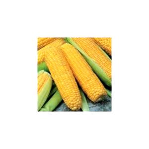 1 Oz Yellow Sweet Corn