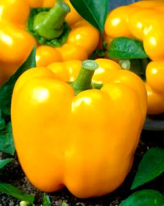 1 Oz Yellow Sweet Peppers