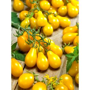 1 Oz Yellow Tomatoes