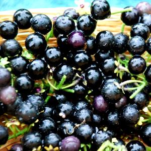 1 Oz Yields Huckleberries