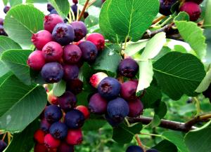 1 Oz Yields Juneberry