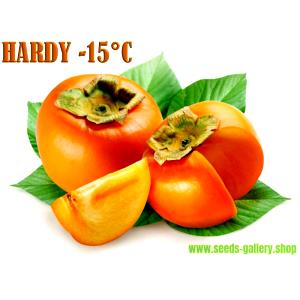 1 Oz Yields Persimmon