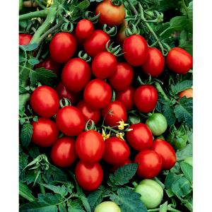 1 Oz Yields Plum
