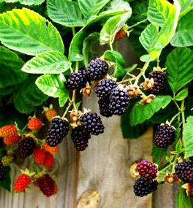 1 Oz Yields Youngberries