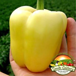 1 package (130 g) Bell Pepper & Cheese Egg Bites