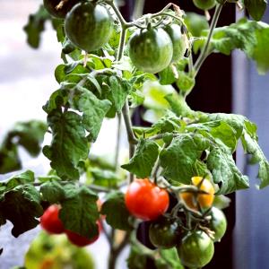 1 package (53.1 g) Garden Tomato & Basil Potato Chips (53.1g)