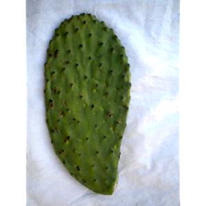 1 Pad Cactus