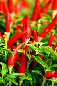 1 Pepper Hot Chili Pepper