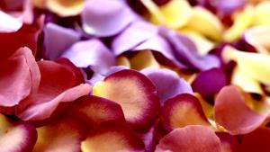 1 petal Sandwich Petals