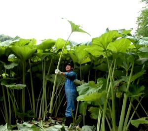 1 Petiole Butterbur (Fuki)