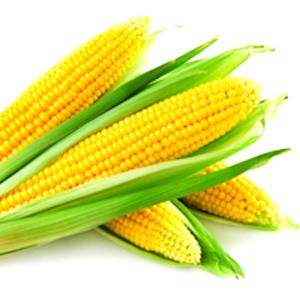 1 Piece (1/8 9" Dia X 3/4" Pone) Baked Corn Pone