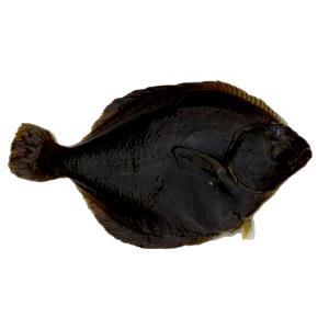 1 piece (104 g) Alaskan Flounder