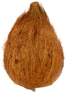 1 Piece Coconuts