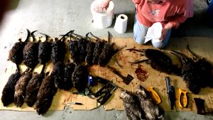 1 Piece Muskrat, Roasted