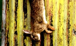 1 Piece Rabbit, Domesticated, Roasted