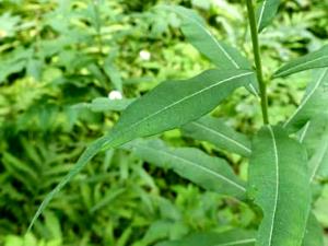 1 Plant Fireweed Leaves